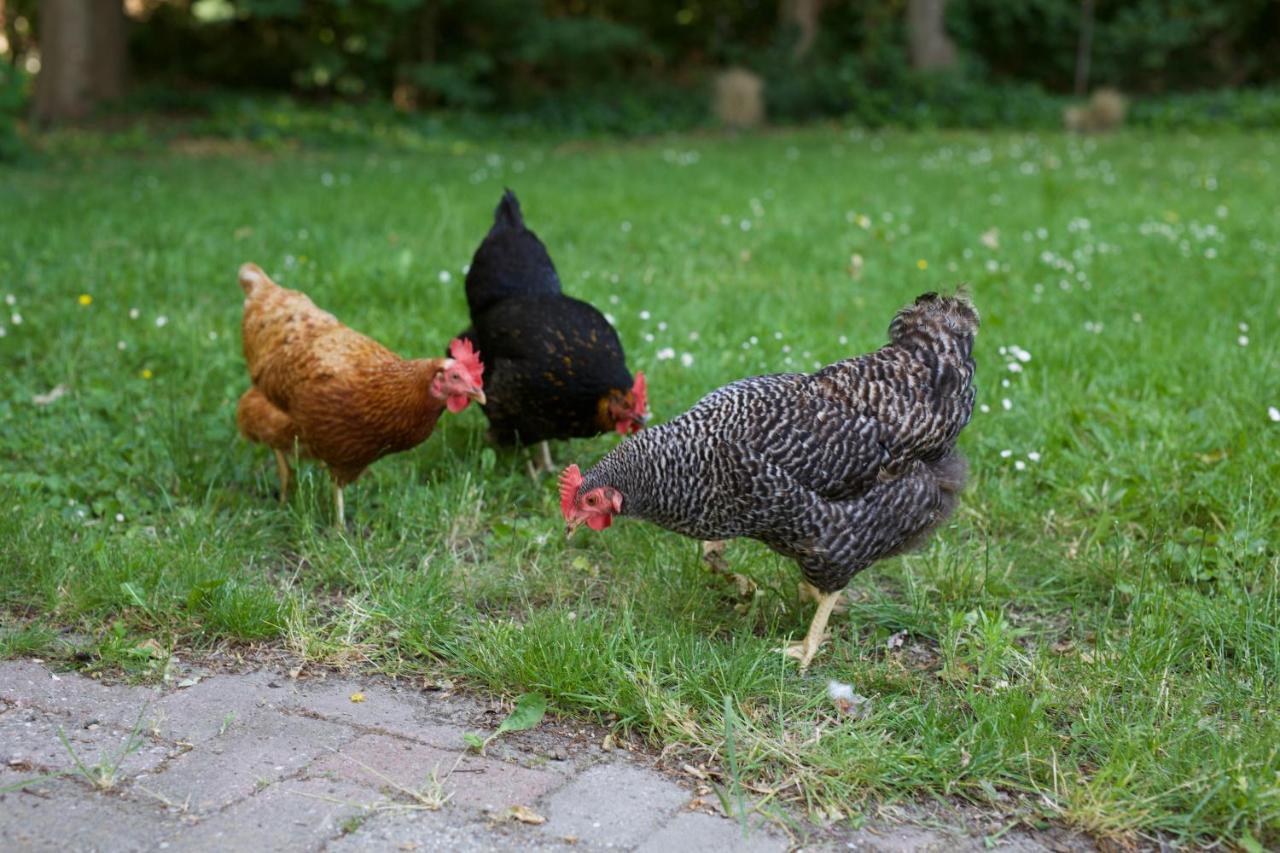 B&B Boerderij De Vaete - Duurzaam Genieten In De Zak Van Zuid-Beveland Heinkenszand Экстерьер фото